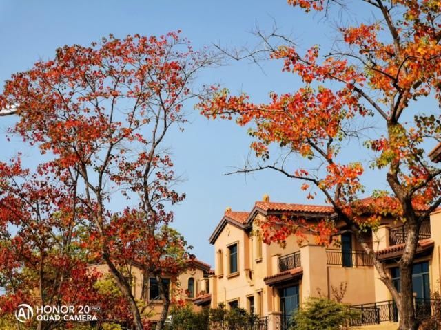 武汉红叶秋景点推介-花山春和路