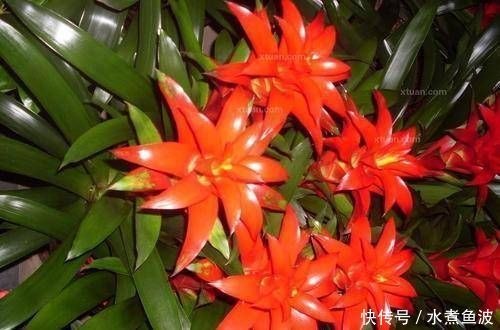  摆在：有钱人最喜欢这3种“花”，摆在家里镇宅旺财，四季常青开花不断