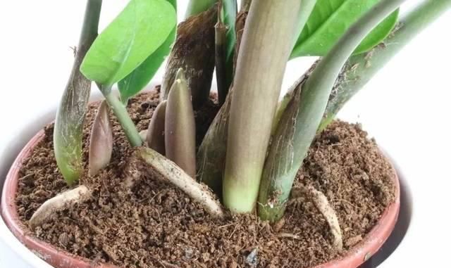  「叶黄」植物黄叶的这几种情况都很好处理，有些叶黄了还能重新恢复翠绿