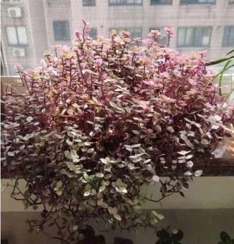  『越养越』比绿萝好看的花，掐个枝3天就生根，越养越上瘾！