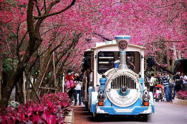  「樱花」中国这些花开成海的地方，美极了