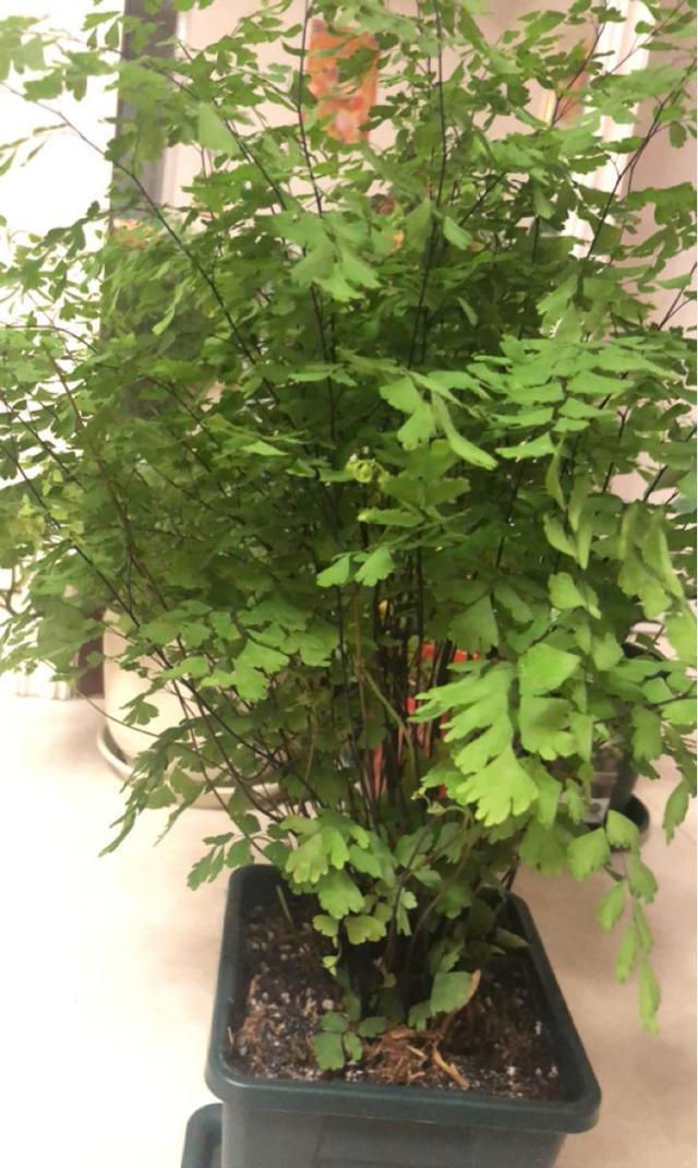 「荷叶铁线蕨」6种适合卫生间养的蕨类植物,耐阴好养活,杀菌去异味!