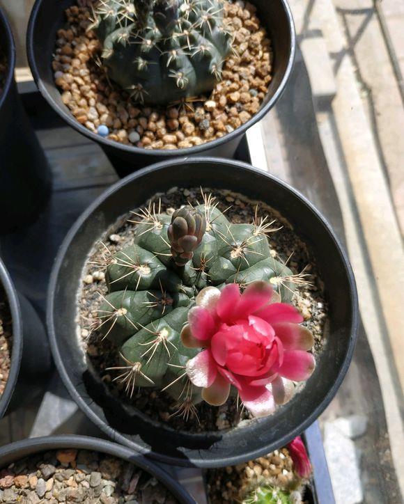 【品种】仙人球养好了,照样能开花,这5个品种,轻而易举养开花