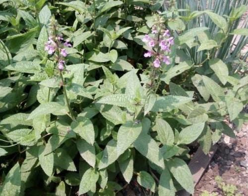  『地蚕草』田地里的“1种草”，根茎像“虫子”，殊不知是“地蚕”，珍贵！