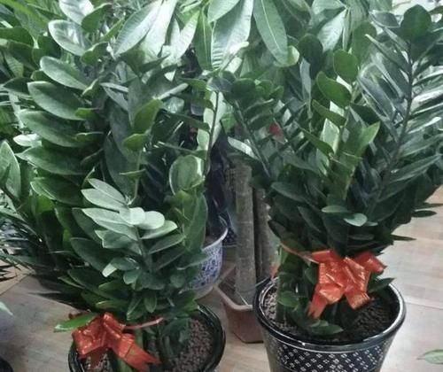 『油绿』客厅、阳台再小,也要养2种“寓意树”,植株造型美,叶片油绿!