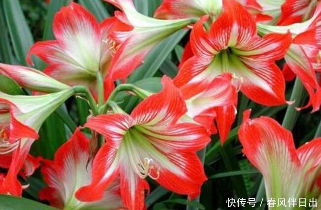 #温度#盆栽朱顶红的“4个”养护细节,做好了一年开两次!