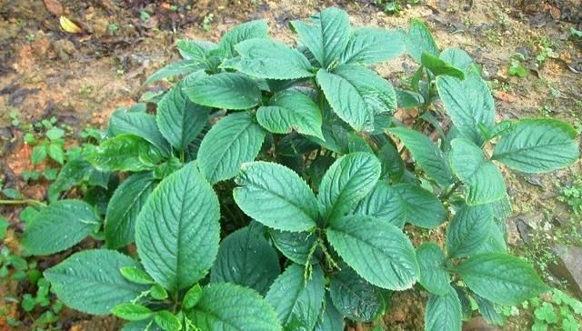  当今@这种野草，能除“四害”，人称“蛇见跑”，当今极为珍贵