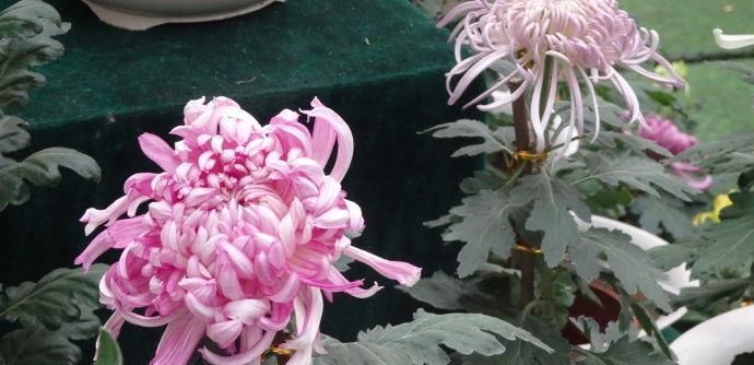  [堪称]此花，堪称“菊中精品”，花开妖娆不凡，清新淡雅，观赏价值极高！
