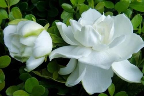  「栀子花」栀子花加点“酸”，配土老三样，棵棵长得旺，开花多