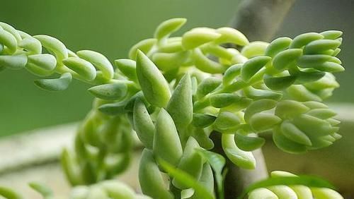  『温馨』阳台选花，不妨养这四款植物，好养易爆盆，阳台开花变温馨小花园