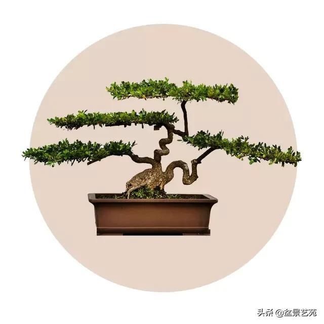  「成寸」盆景百态，缩地成寸