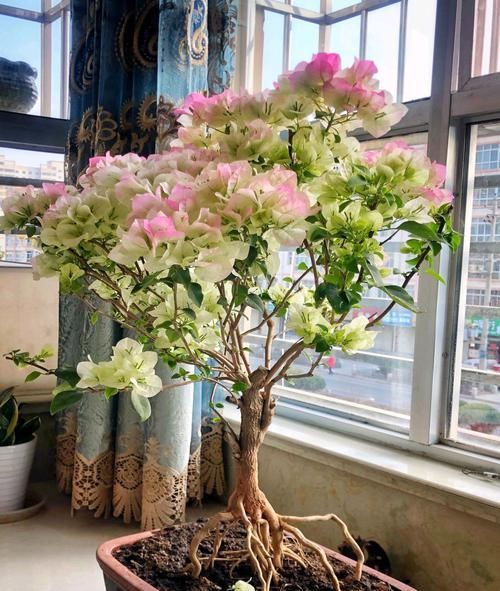 延长■开花爆盆的三角梅绿樱,最近爱掉花,一碰就掉花瓣,怎么延长花期