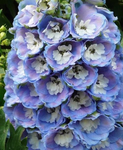  『代表着』花友选出了自己认为最美的50种花