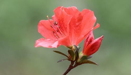  「常作」它被誉为“花中西施”，开花时漫山遍野，绚烂夺目，常作绿化美观