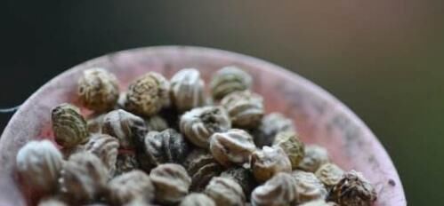  『绿萝』这花花期100天，一个枝条扦插一盆，叶子像荷叶，比绿萝漂亮好养