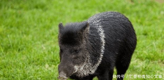  「野猪」农村被保护的“稀罕物”, 成为了农村“新四害”, 农民