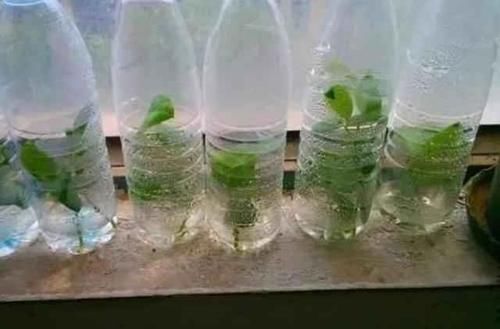 「路边」这两种植物,路边掐根枝条,回家自己扦插,把花园“搬”回家