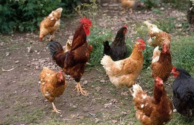  [答案]农村老话：“家财万贯，带毛的不算”，为啥要这样说呢？