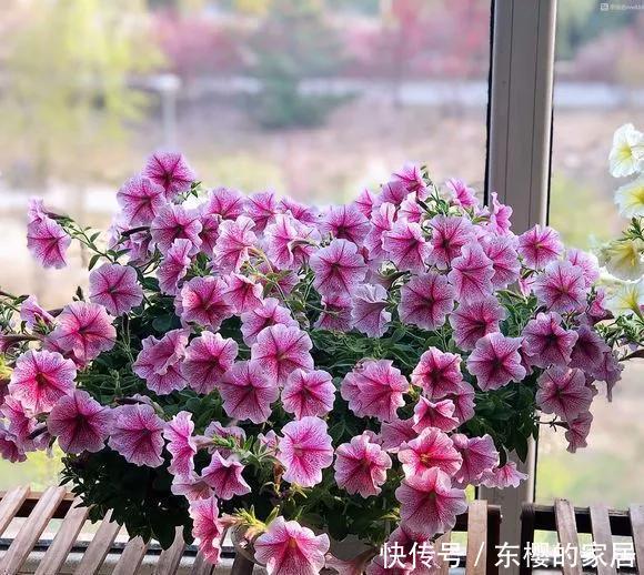  屋外@3种“致病花”，客厅卧室少放，聪明人都搬到屋外去了！