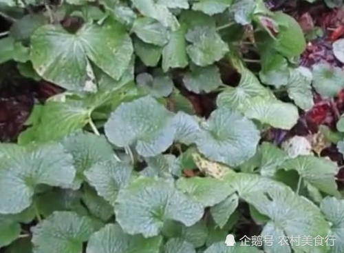 农村里“最娇贵”的蔬菜，保质期仅15分钟，日本一根卖200元