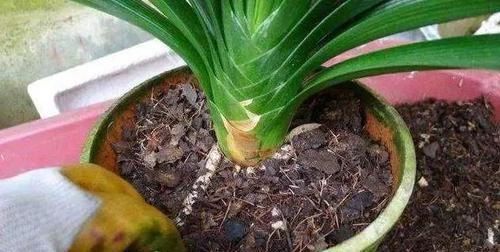  「枝繁叶茂」养花的“3忌”，避开了枝繁叶茂，花爆盆