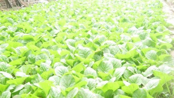  [存活率]你不知道怎么种卷心菜。事实上，你可以用这种方法种植卷心菜。学得快