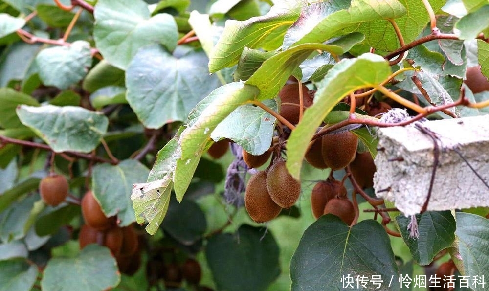 农村夏季6大野果，第1种泡酒是一绝，第6种被誉为“水果之王”