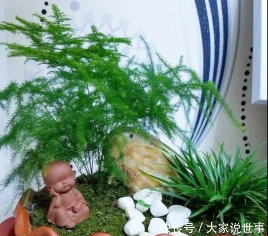 『一不小心』就这5种花,不能晒太阳,一不小心就晒死,不妨你就试一试