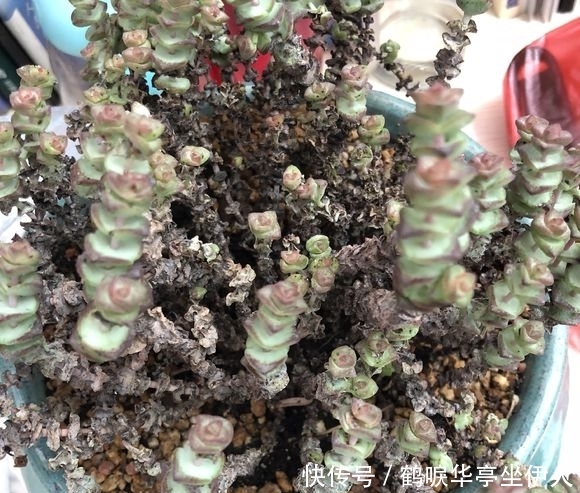  时间■钱串不修剪，小心黑杆烂叶，嫩枝插土里，3个月后又能长爆盆
