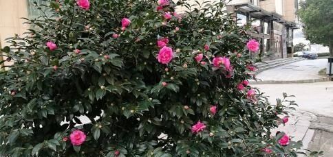  适合■大门前种1棵茶花树，耐寒耐热好养，花色艳丽，开花喜庆富贵