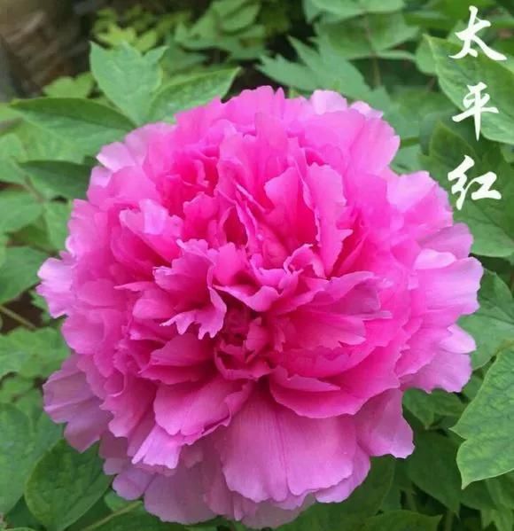 『牡丹』芍药和牡丹的区别图,看懂图就能轻松区分出来!