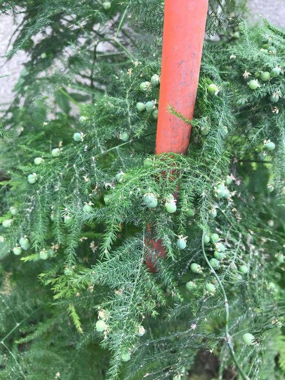『开出』百年难得一见,养了十年的文竹,开出金花结出玉果,真是高手