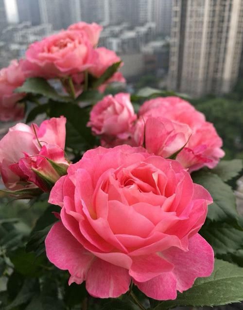  [德拉]“精品玫瑰”芬德拉，花开如美，无暇纯洁，可以说是盆栽必备！