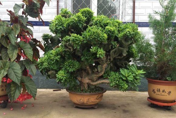 「丑花」养这三种“丑花”,四季翠绿,不开花还带刺,却能招福镇宅