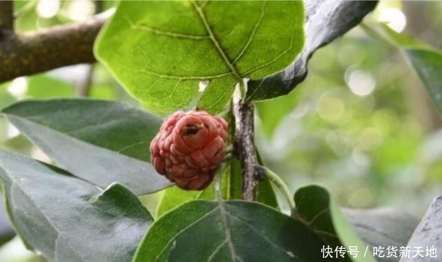  #发现#从前被农民当柴火烧的树木，如今被发现它树芯含金，价值