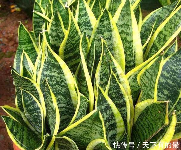  『出门』这3种“室内花”很好养，耐旱又耐阴，出门30天，长势更加旺！
