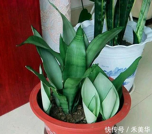 『犯错』虎皮兰“浇水”别犯错，咋养咋活，一盆变成十几盆，叶肥厚窜芽快