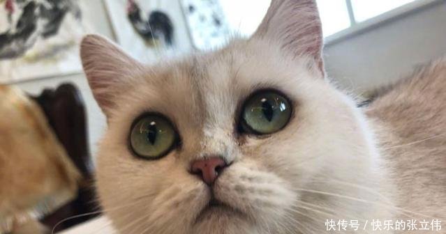 范爷刘震云等人扎堆洗白，安娜一脸懵！网友这波操作真恶心