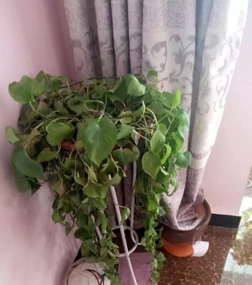 绿萝■黄叶快死的五种花卉,狠狠给它剪秃了,过几天呼呼长出一大堆