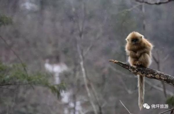 太冷啦！汉中这些小可爱在雪中抱团取暖，萌萌哒~