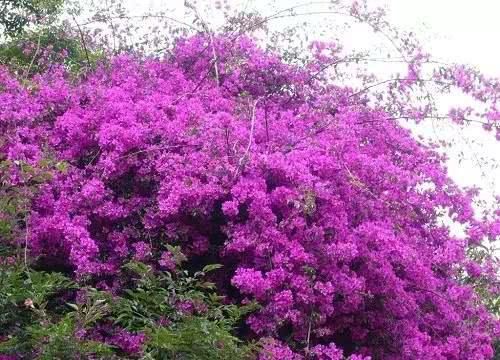  『花窗』这些植物最会爬墙，花墙、花窗、花海、花门选它们最适合了