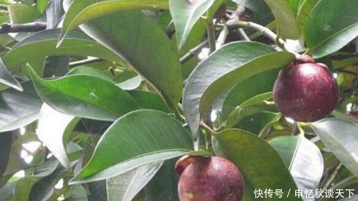  「种植」农村一种作物以前没人种植，现在是热销水果，一亩纯利