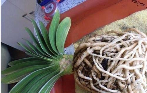  [虎皮兰]最爱“偷吃土”的3种花，再不换盆，年底准“饿死”，别忽视！