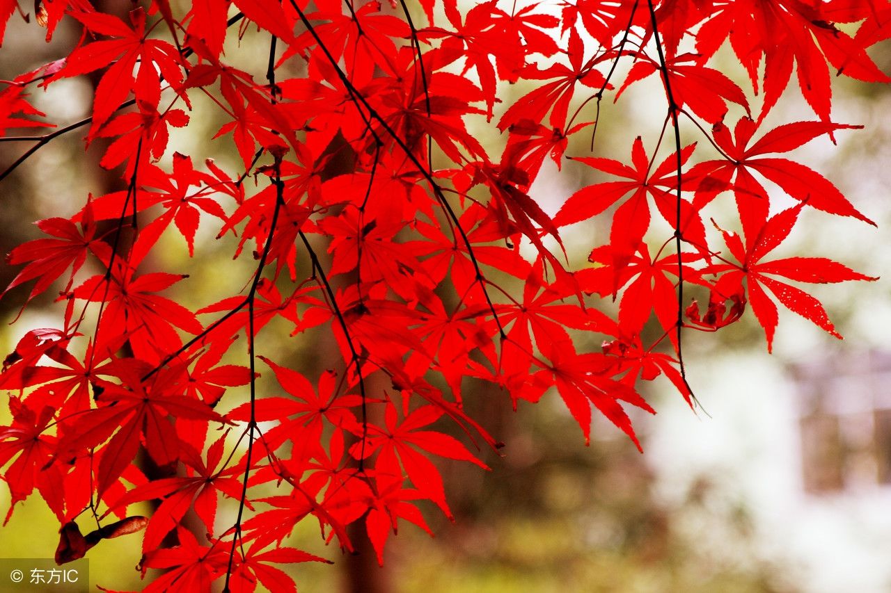 中国最低调的5A景区,亏本依旧免费,网友却嘲讽:为出名才学西湖