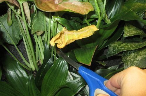  #要及时剪掉#室内植物要怎么修剪，才能长得更加健康？
