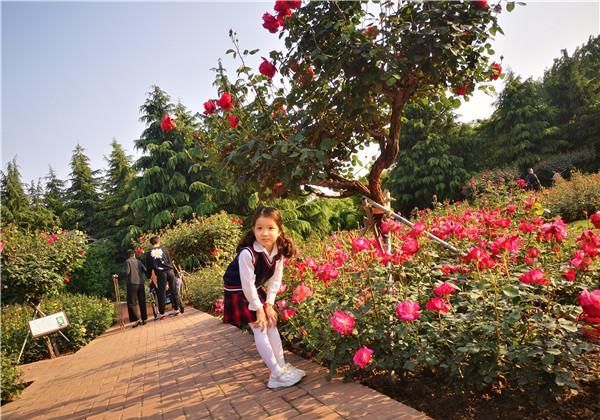  空气中■“五一赏花攻略”丨月季“偶遇”芍药，玫瑰也来“凑热闹”