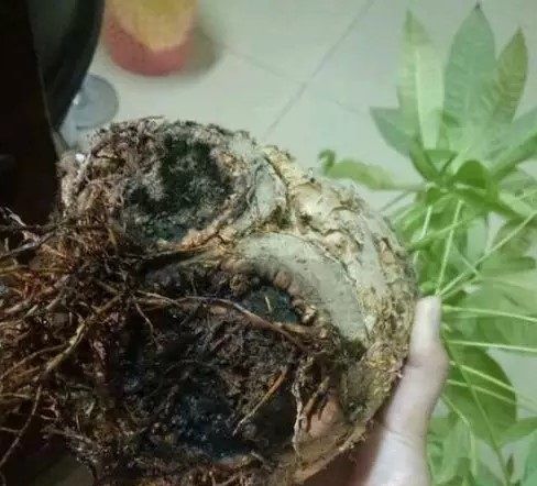  [浇水]发财树烂根怎么办？只需沾点它90%能救回，还能让叶片肥厚绿油油！
