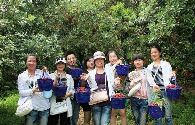 农民在山地里种它，营养价值极高，在市场上非常受欢迎