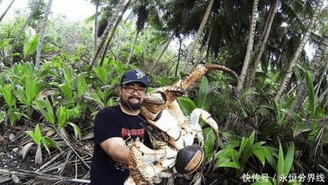  「椰子蟹」聪明的螃蟹特别爱吃椰子肉， 我国网友说一口锅放不下