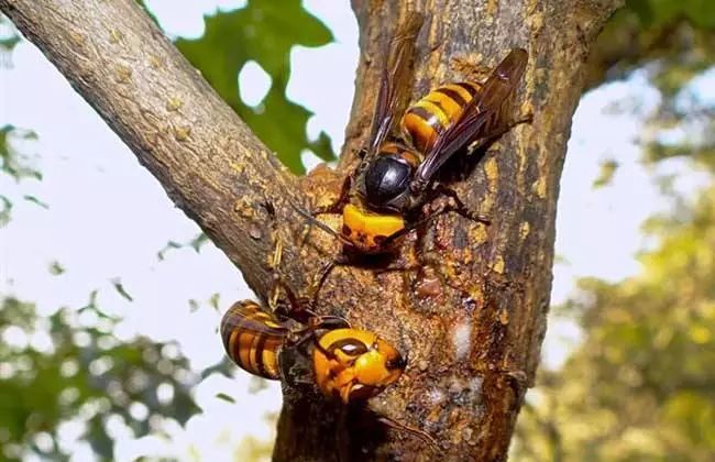  「七月」农村俗语“七月蜂八月蛇，九月黄鳝惹不得！”农民干农